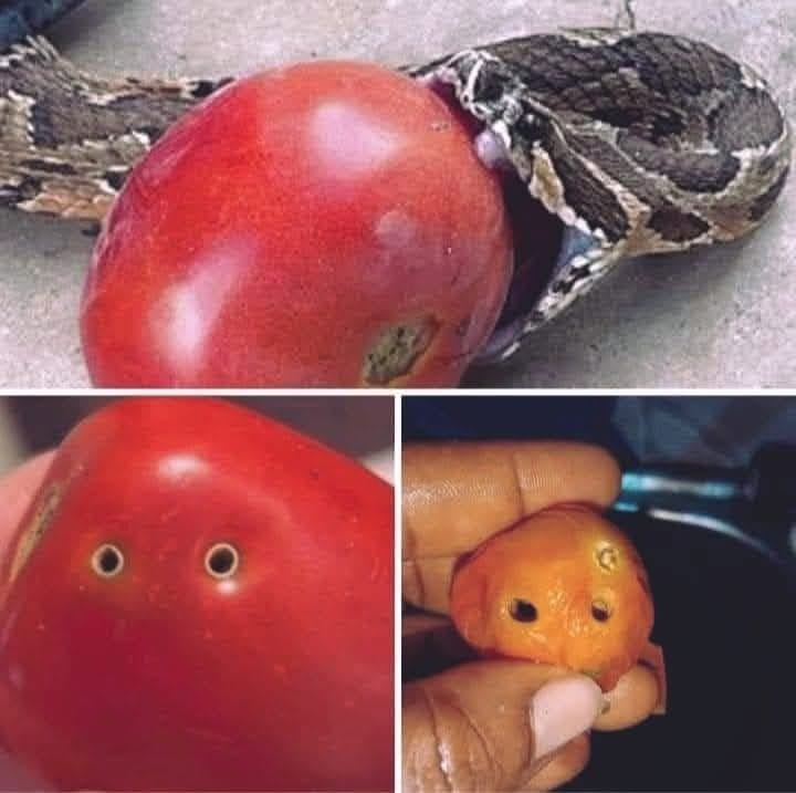 Kaj pomeni, če v paradižniku vidite te luknje