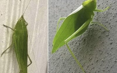 "AMBLIKORIFA: ZELENA GLASNICA UPANJA IN SREČE"