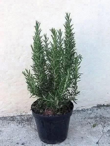 TO SO LASTNOSTI IN PREDNOSTI ROŽMARINA