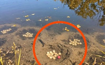 V naši vasi je umetno jezero.