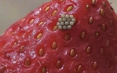 Beli črvi v jagodah? Kaj se zgodi, ko jagode namočite v slani vodi (in ali so še vedno varne za uživanje)