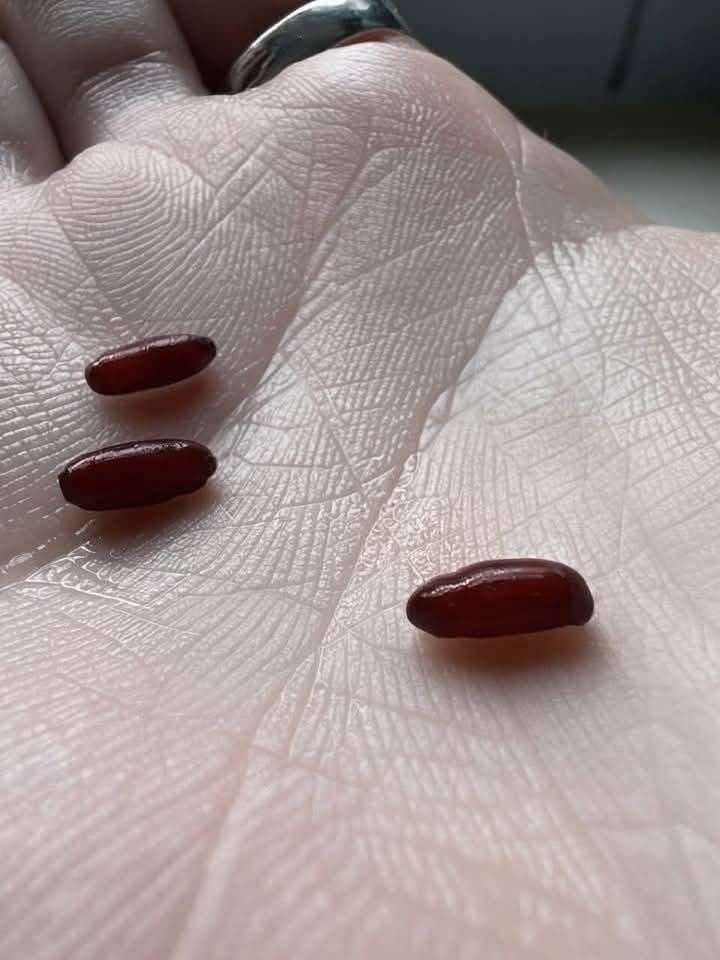 To sem ravnokar našel na postelji. Malo srhljivo je. Kaj je to?