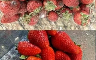 Les maraîchers ne passent pas les fraises sous l'eau : ils ont une méthode bien plus efficace pour les nettoyer sans les abîmer
