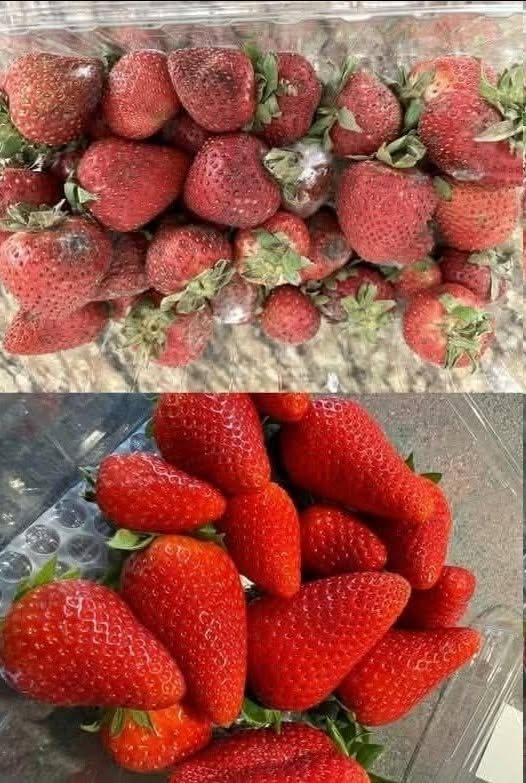 Les maraîchers ne passent pas les fraises sous l'eau : ils ont une méthode bien plus efficace pour les nettoyer sans les abîmer