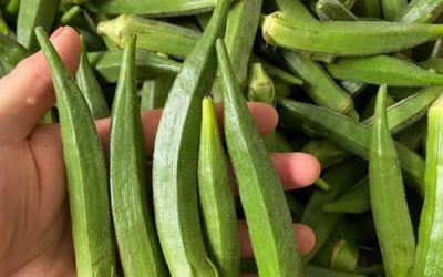 Je okra dobra za ljudi s sladkorno boleznijo? Koristi, tveganja in kako jo pravilno jesti