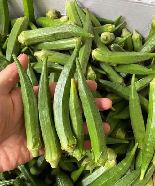 Je okra dobra za ljudi s sladkorno boleznijo? Koristi, tveganja in kako jo pravilno jesti