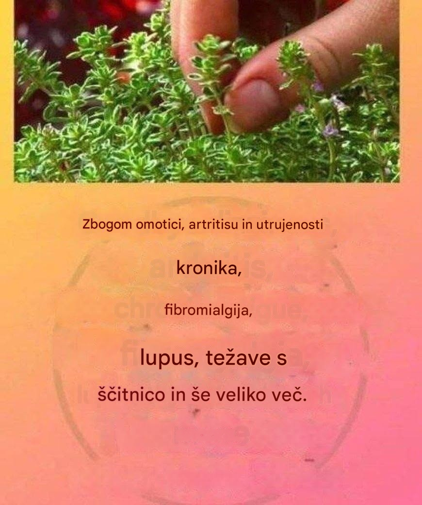 To je pravi "božji čaj", saj zdravi artritis, lupus, omotico, težave s ščitnico in kronično utrujenost.