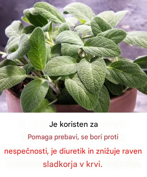 Koristi te bistvene kulinarične rastline za zdravje možganov pri odraslih, starejših od 60 let.