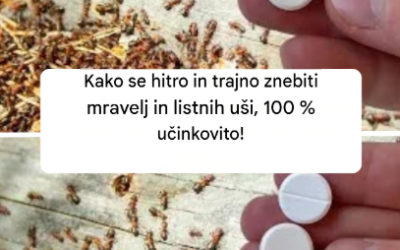 Kako se hitro in trajno znebiti mravelj in listnih uši, 100 % učinkovito!