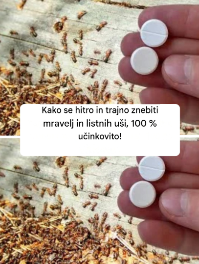 Kako se hitro in trajno znebiti mravelj in listnih uši, 100 % učinkovito!