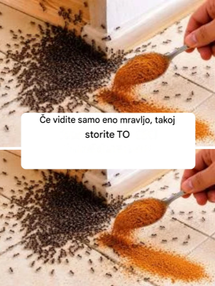 Si vous voyez seulement 1 fourmi, faites CECI immédiatement